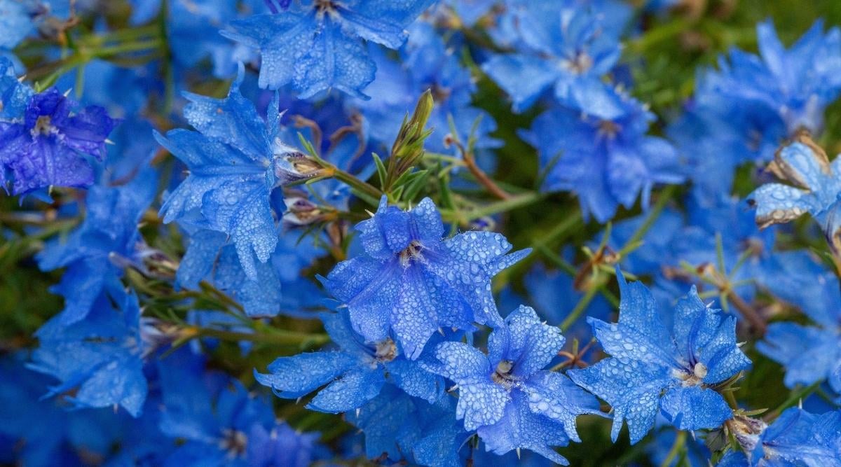 Blue Lechenaultia: The Stunning Australian Native