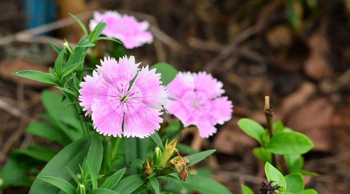 Chinese Pink: Beautiful & Delicate Flower – Cultural Significance