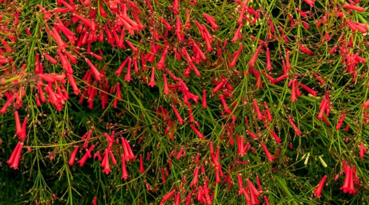 The Striking Beauty of the Firecracker Bush Flower