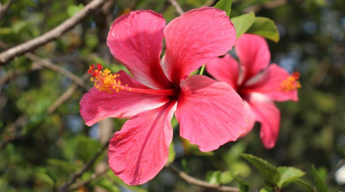 Hibiscus Flower: A Bold and Beautiful Tropical Bloomer