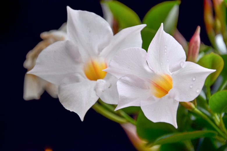 White Dipladenia Flower: A Beauty with Elegant Blooms