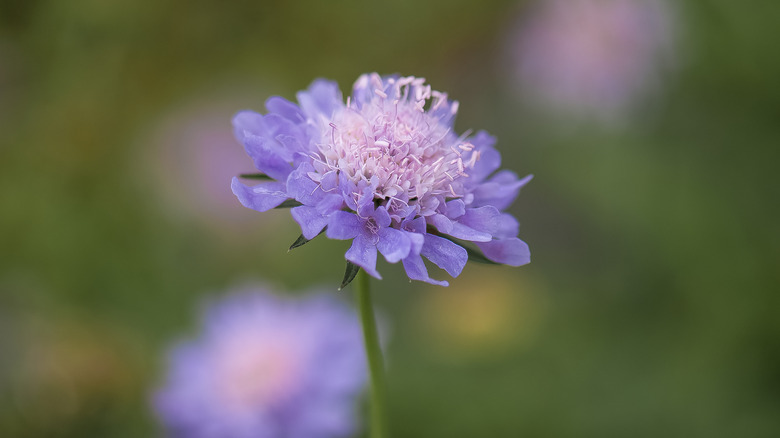 Pincushion Flower: A Delicate Beauty for Your Garden