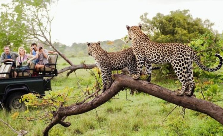 Taman Nasional Yala: Terkenal dengan Safari Satwa Liar dan Melihat Macan Tutul