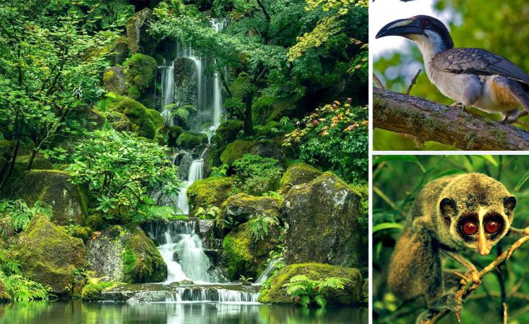 Sinharaja Forest Reserve: Surga Keanekaragaman Hayati
