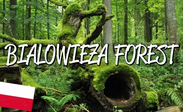 Jelajahi Keindahan Hutan Białowieża: Surga Alam di Polandia
