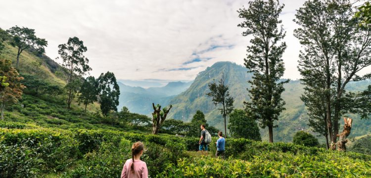 Ella: Keindahan Alam, Jalur Pendakian, dan Kebun Teh