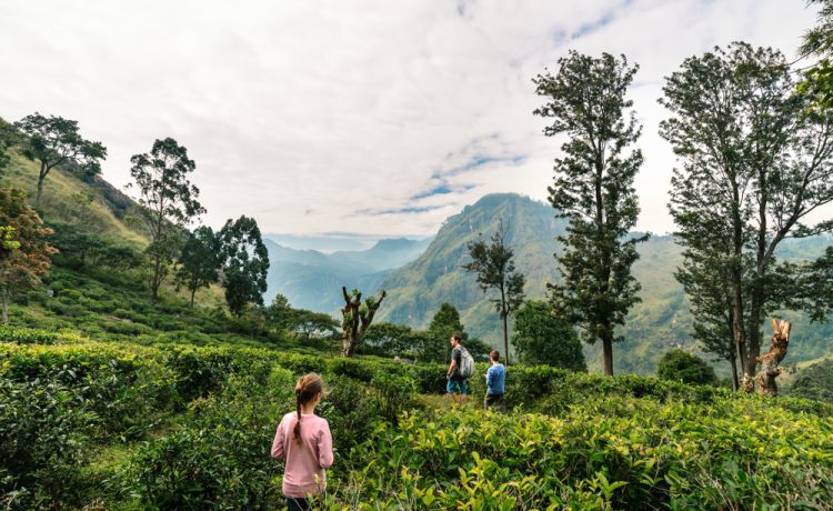 Ella: Keindahan Alam, Jalur Pendakian, dan Kebun Teh